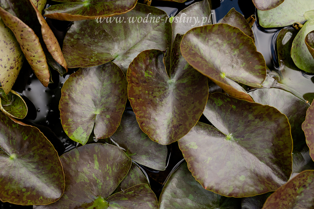 nakrapiane liście lili wanvisa